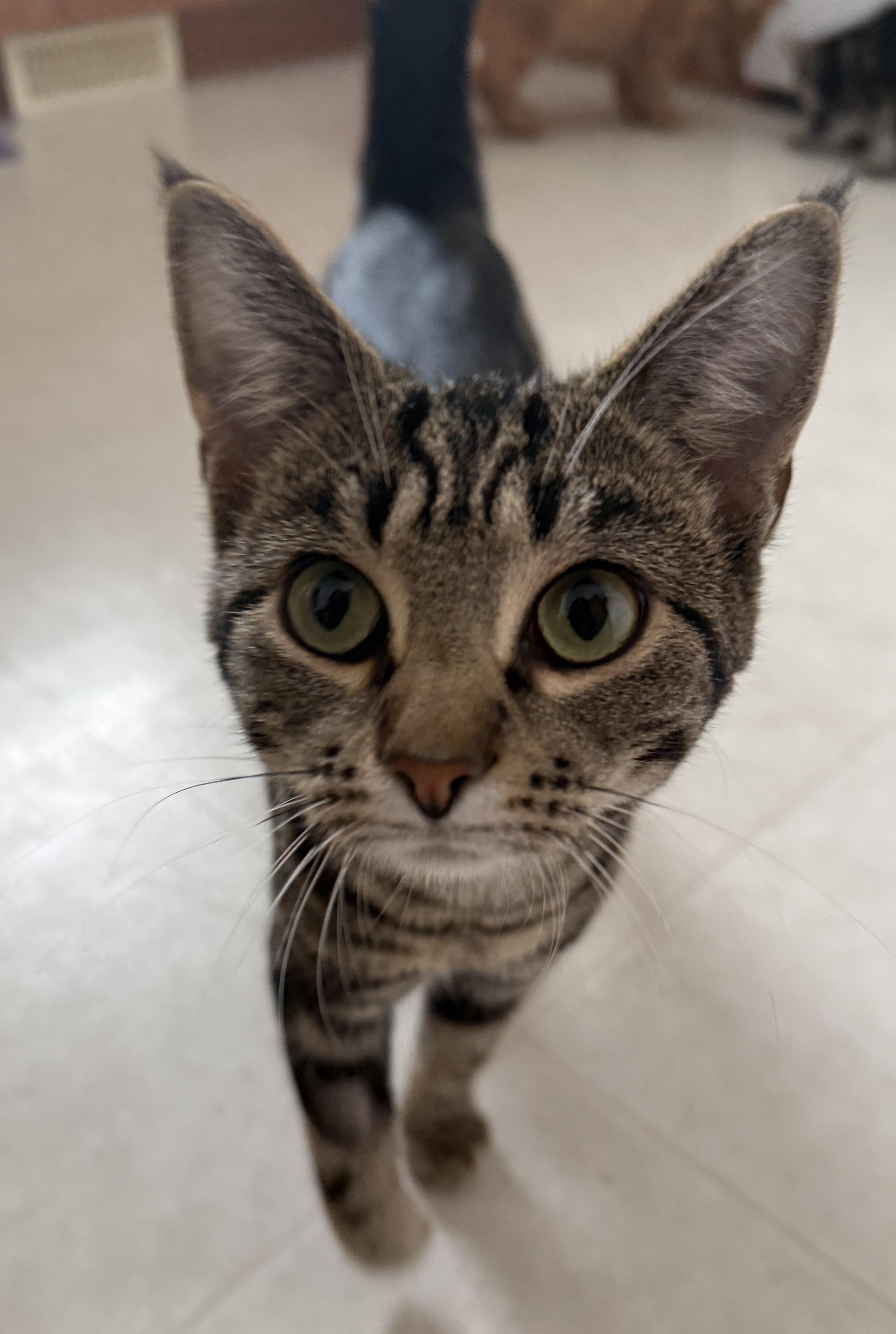 Enlarge Coraline, a Adoptable mixed breed in Meadow Lake, SK image 1/5