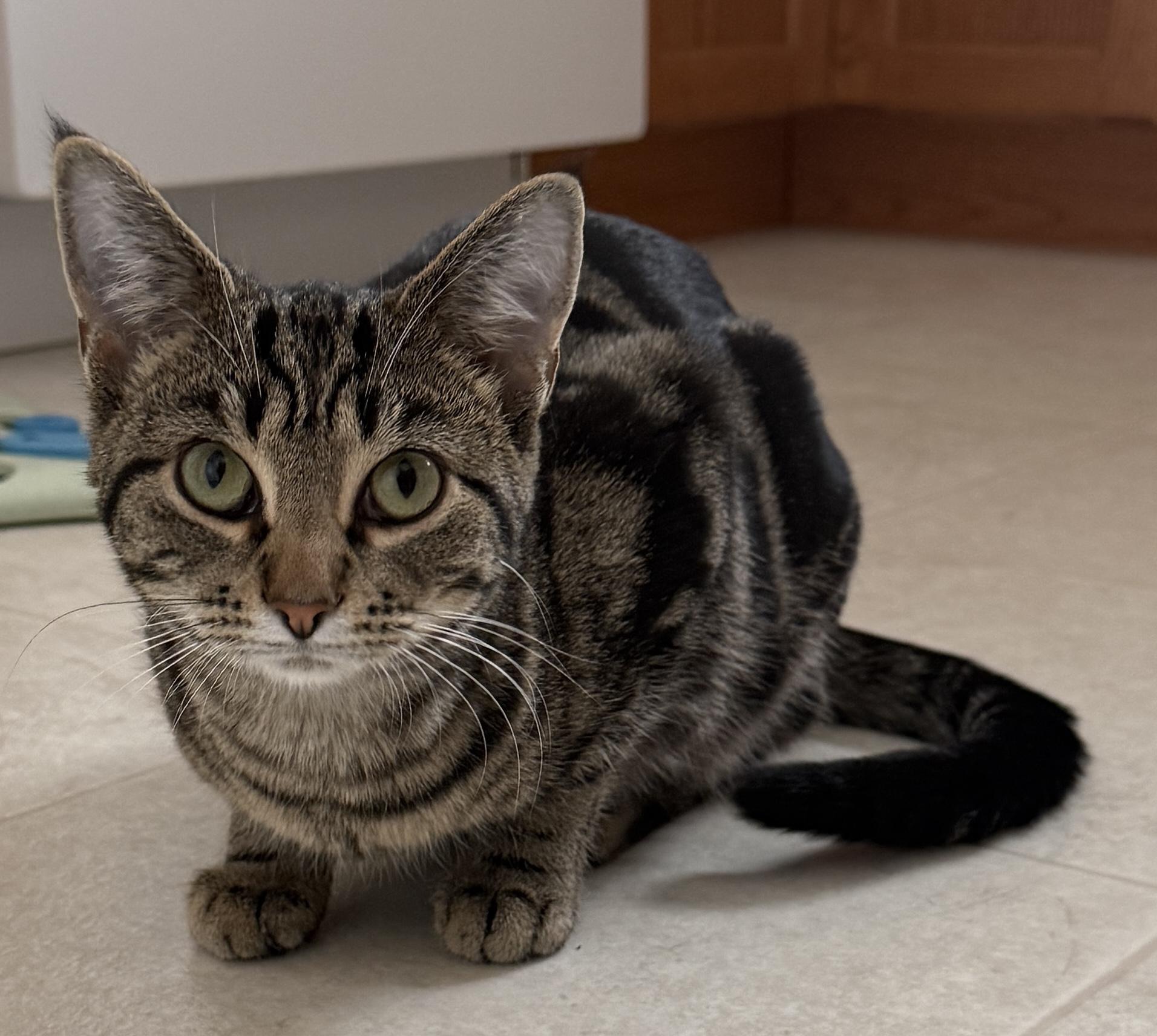 Enlarge Coraline, a Adoptable mixed breed in Meadow Lake, SK image 3/5