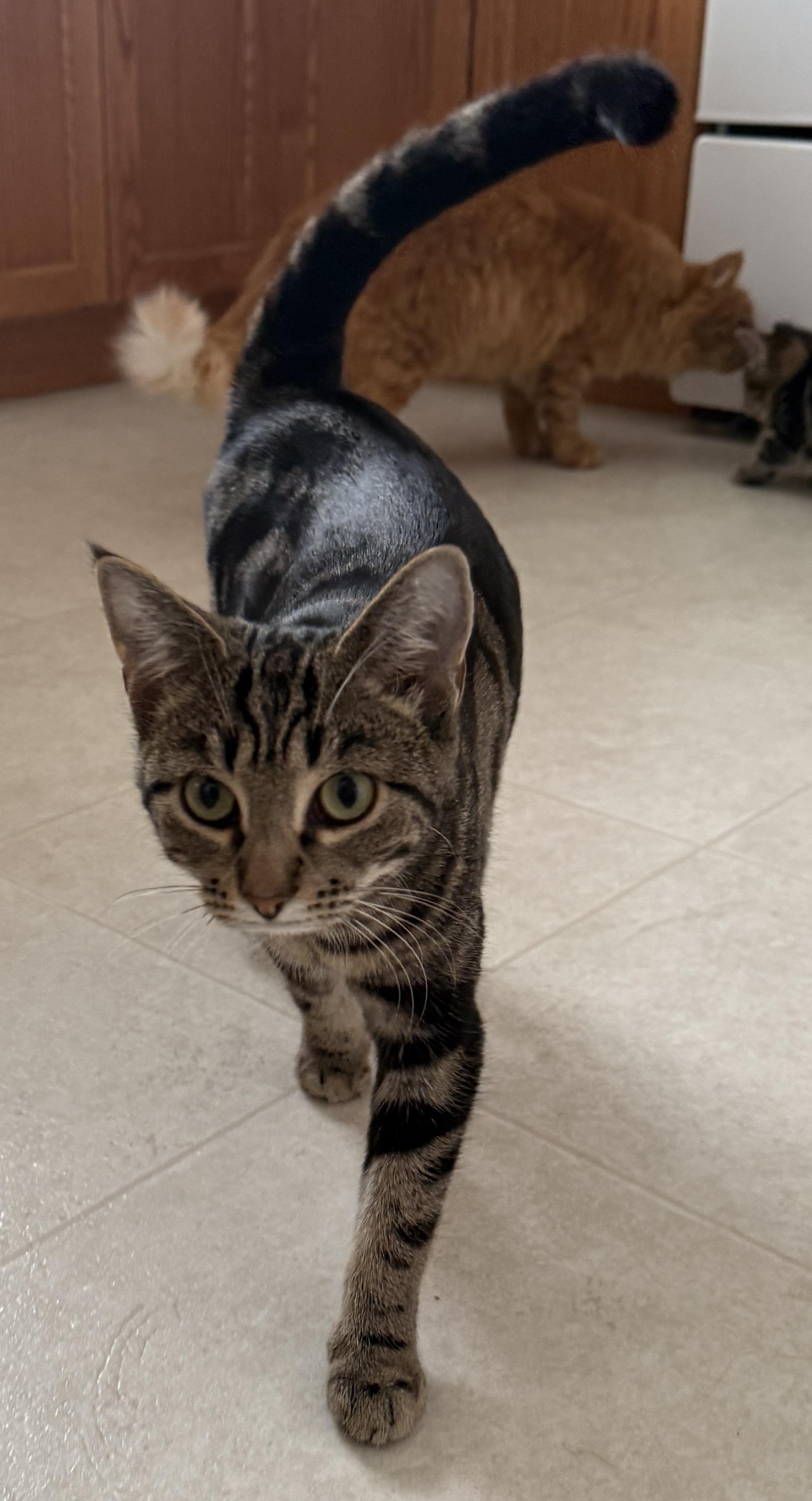 Enlarge Coraline, a Adoptable mixed breed in Meadow Lake, SK image 4/5