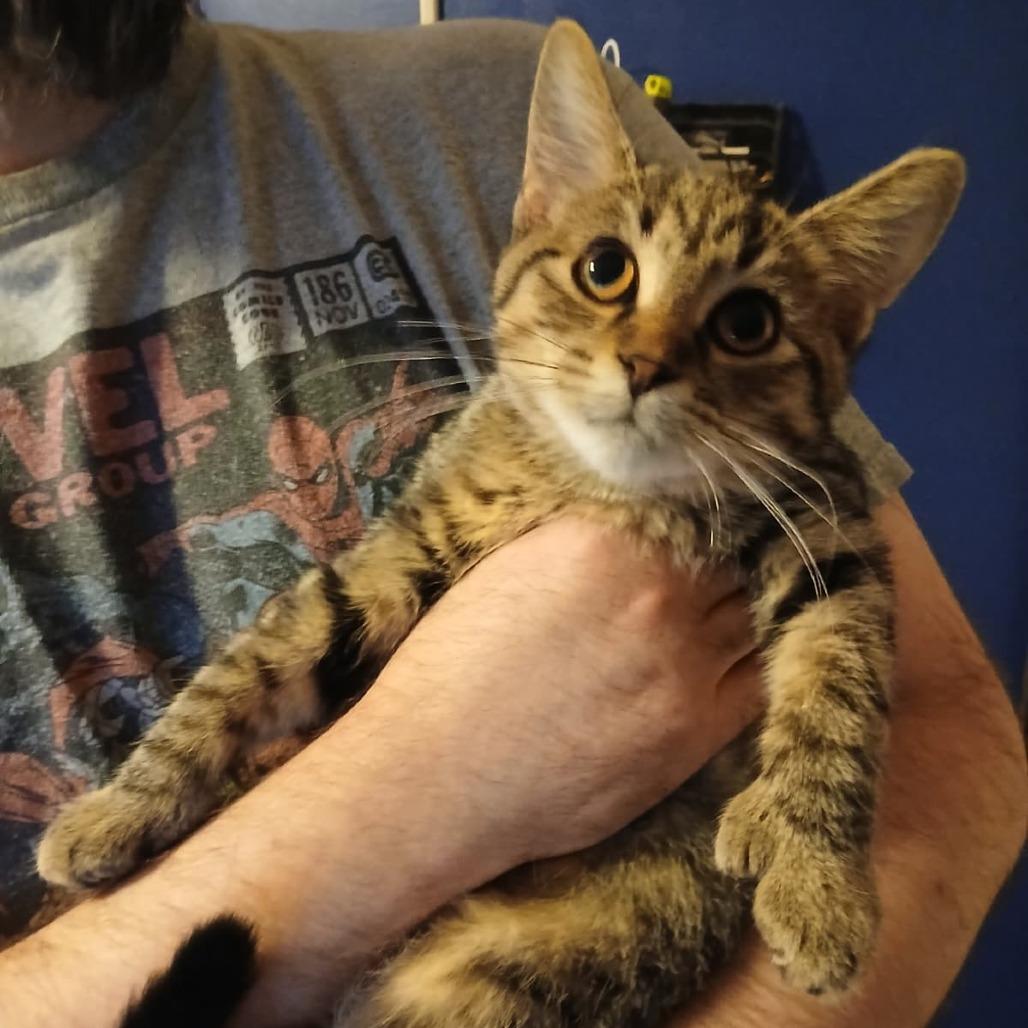 Enlarge Toebi, a Adoptable Extra-Toes Cat / Hemingway Polydactyl in Winchester, VA image 1/1
