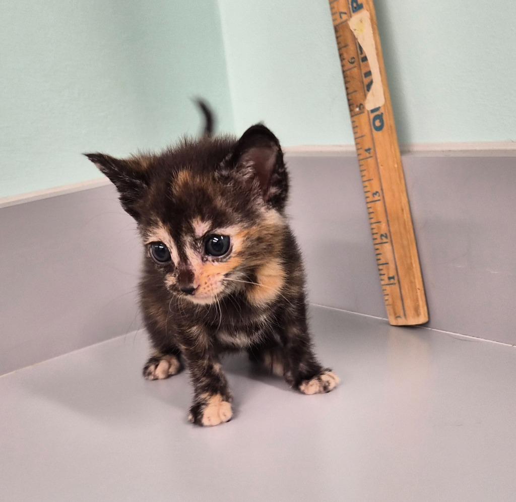 Hip, Adoptable, Kitten Female Domestic Short Hair.