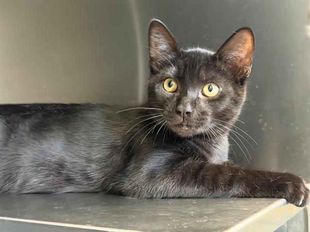 Enlarge CONCHE, a Adoptable Domestic Short Hair in Santa Rosa, CA image 1/1
