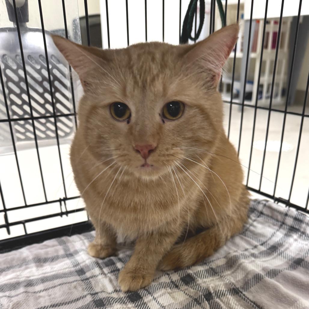 Enlarge Atticus, a Adoptable Domestic Medium Hair in Redwood Falls, MN image 1/2