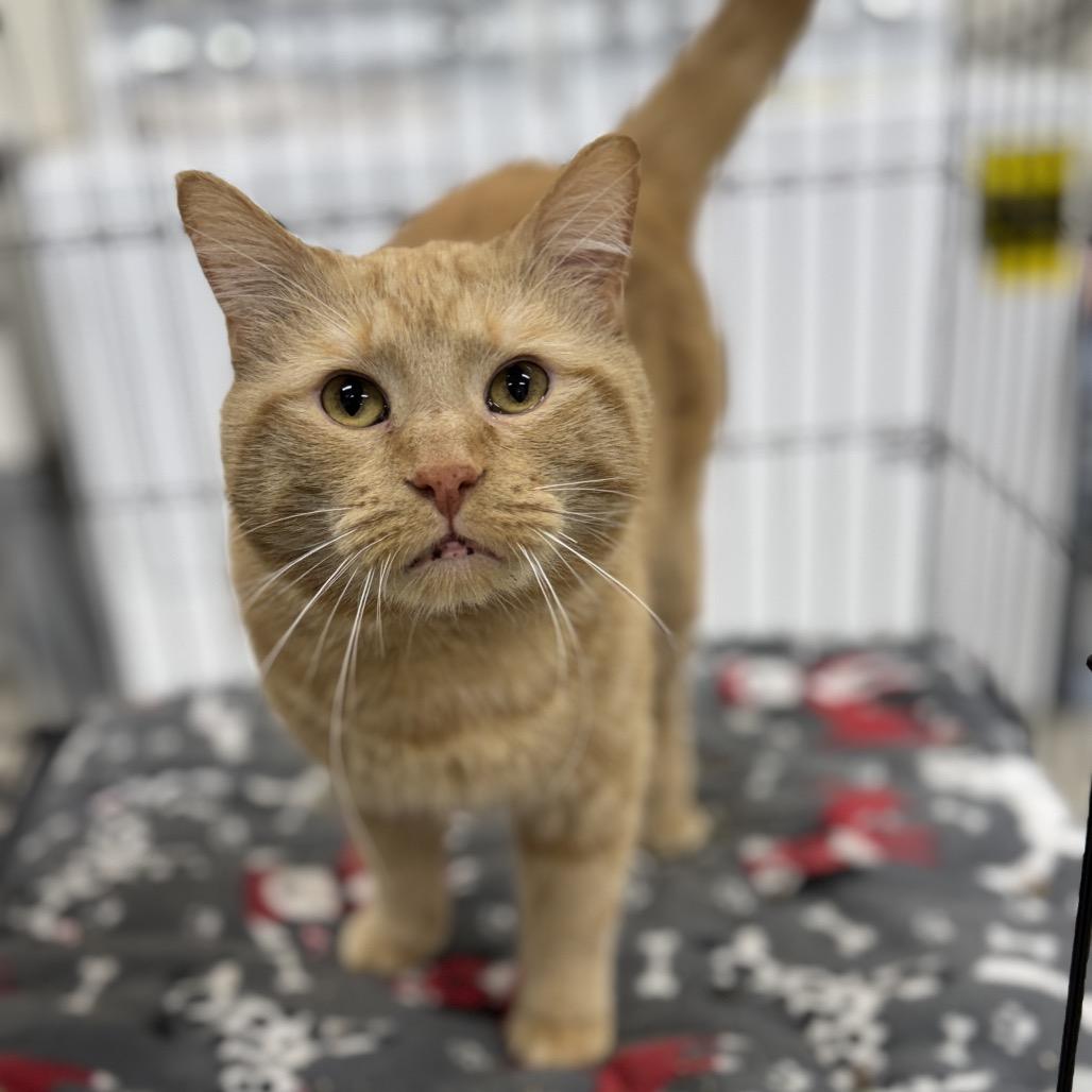 Enlarge Atticus, a Adoptable Domestic Medium Hair in Redwood Falls, MN image 2/2