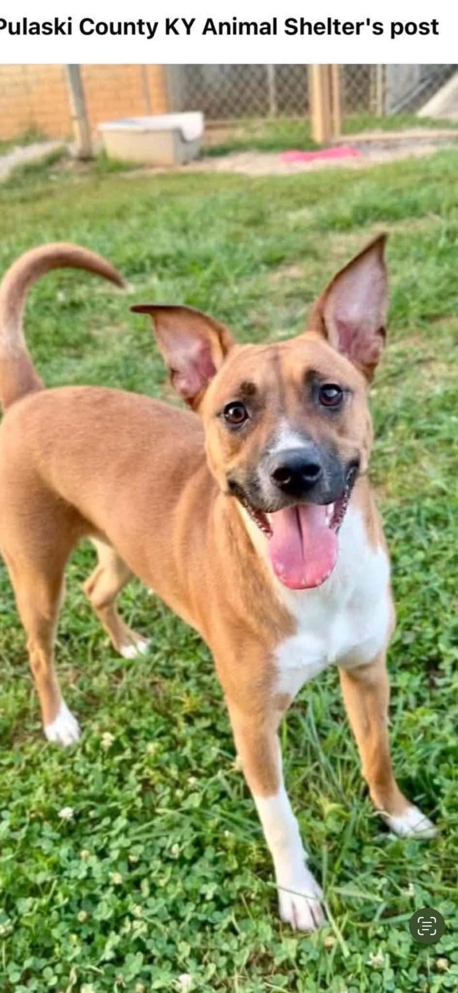 Enlarge Maggie *Help! I need a foster home asap!*, a Adoptable mixed breed in Crystal, MN image 1/1