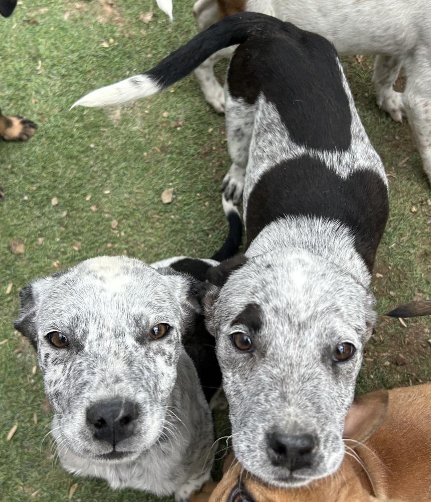 Storm, Adoptable, Puppy Female Australian Cattle Dog / Blue Heeler & American Bulldog.