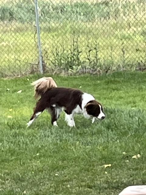 Enlarge Tucker and Tessie (1 boy 1 girl), a ADOPTABLE Border Collie in Montpelier, ID image 3/6