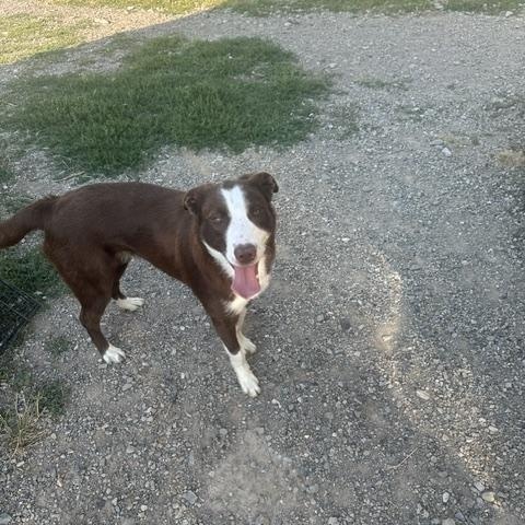 Enlarge Tucker and Tessie (1 boy 1 girl), a ADOPTABLE Border Collie in Montpelier, ID image 2/6