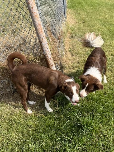 Tucker and Tessie (1 boy 1 girl), ADOPTABLE, Young Female Border Collie.