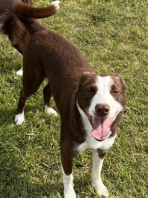 Enlarge Tucker and Tessie (1 boy 1 girl), a ADOPTABLE Border Collie in Montpelier, ID image 4/6