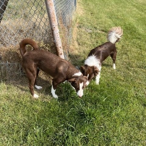 Enlarge Tucker and Tessie (1 boy 1 girl), a ADOPTABLE Border Collie in Montpelier, ID image 5/6
