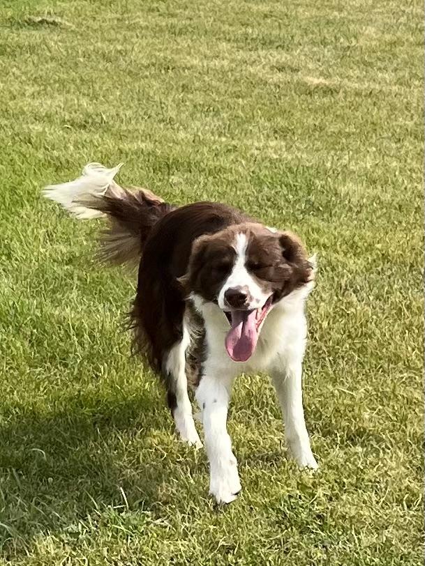 Enlarge Tucker and Tessie (1 boy 1 girl), a ADOPTABLE Border Collie in Montpelier, ID image 6/6