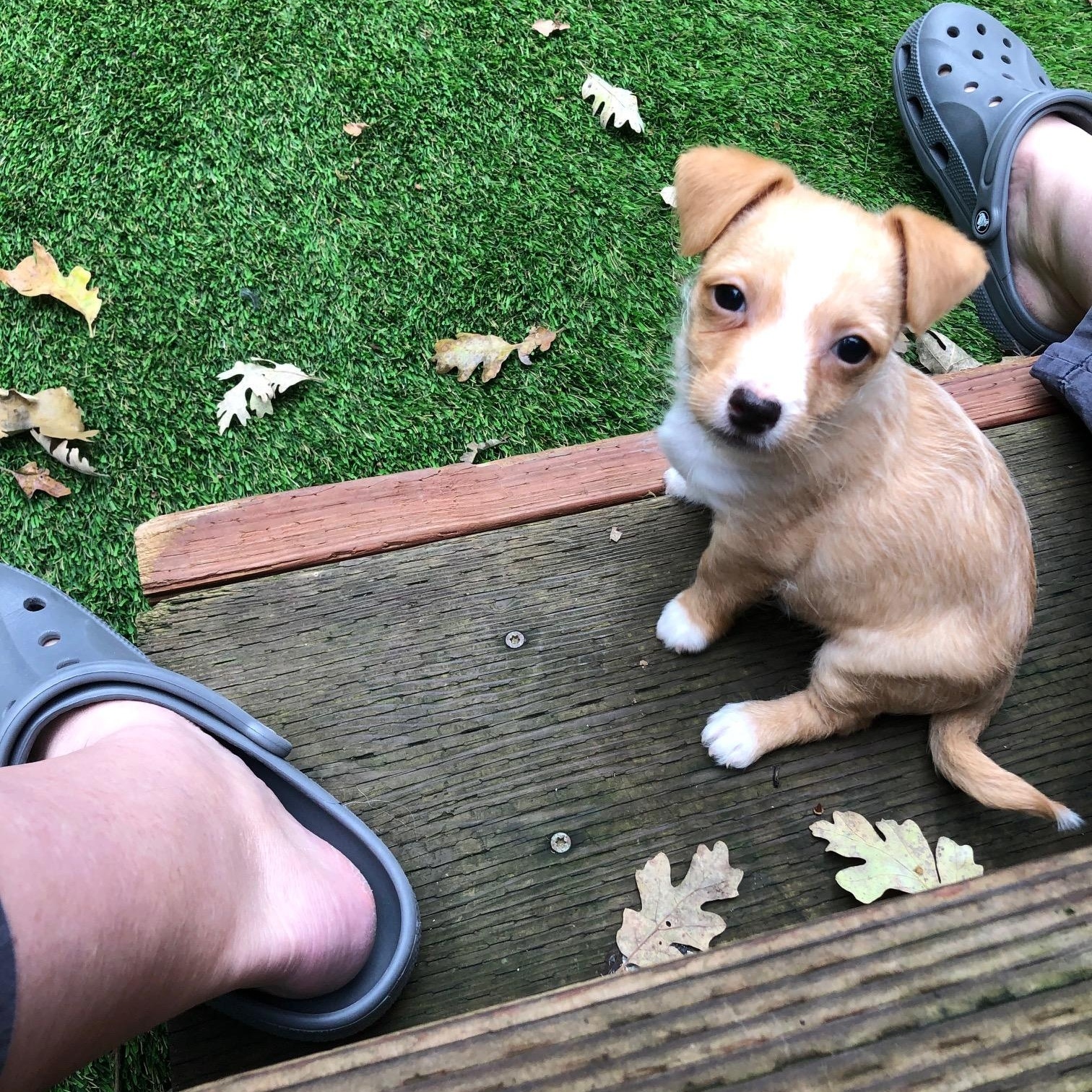 Enlarge Carmel, an adopted mixed breed in Petaluma, CA image 3/5