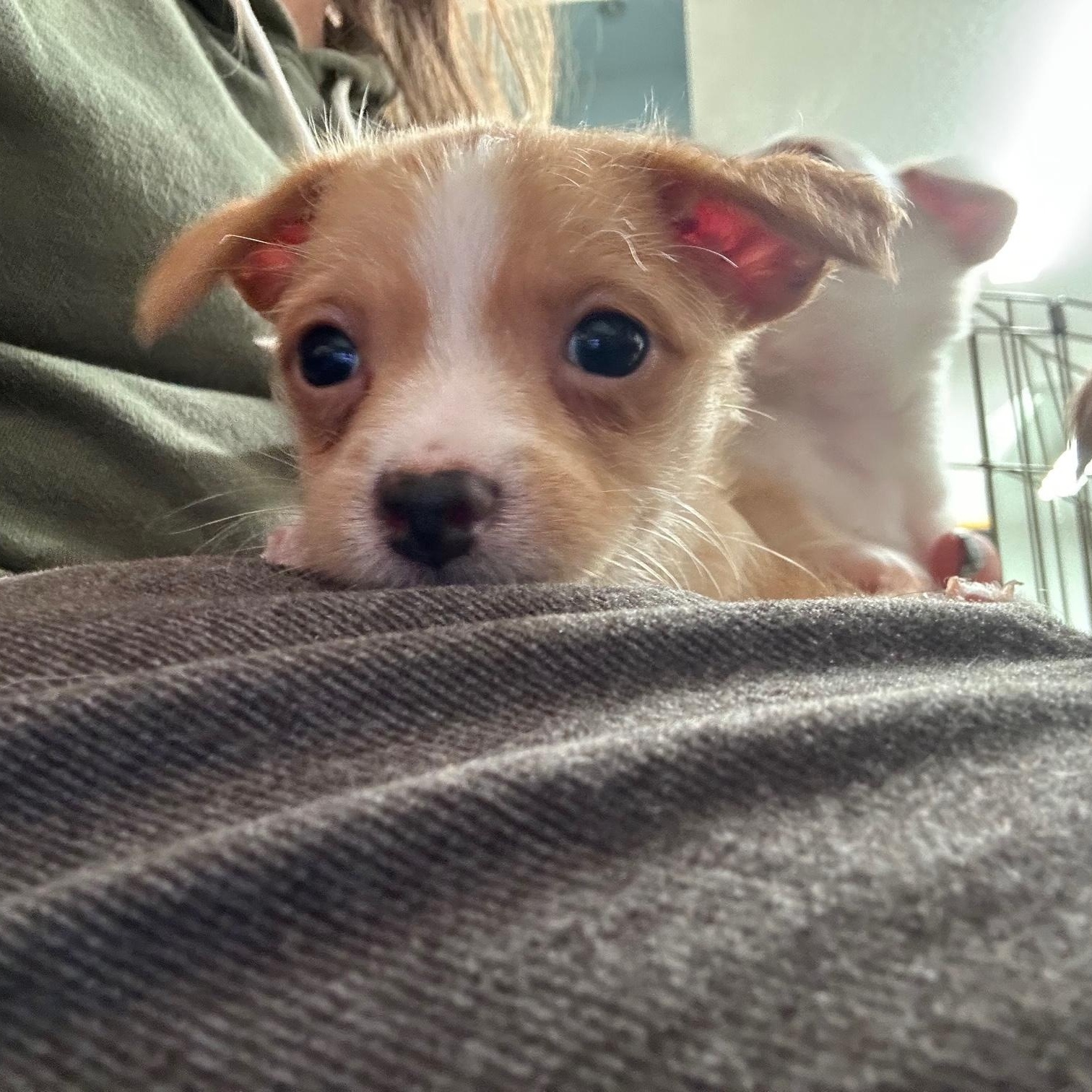 Enlarge Carmel, an adopted mixed breed in Petaluma, CA image 4/5