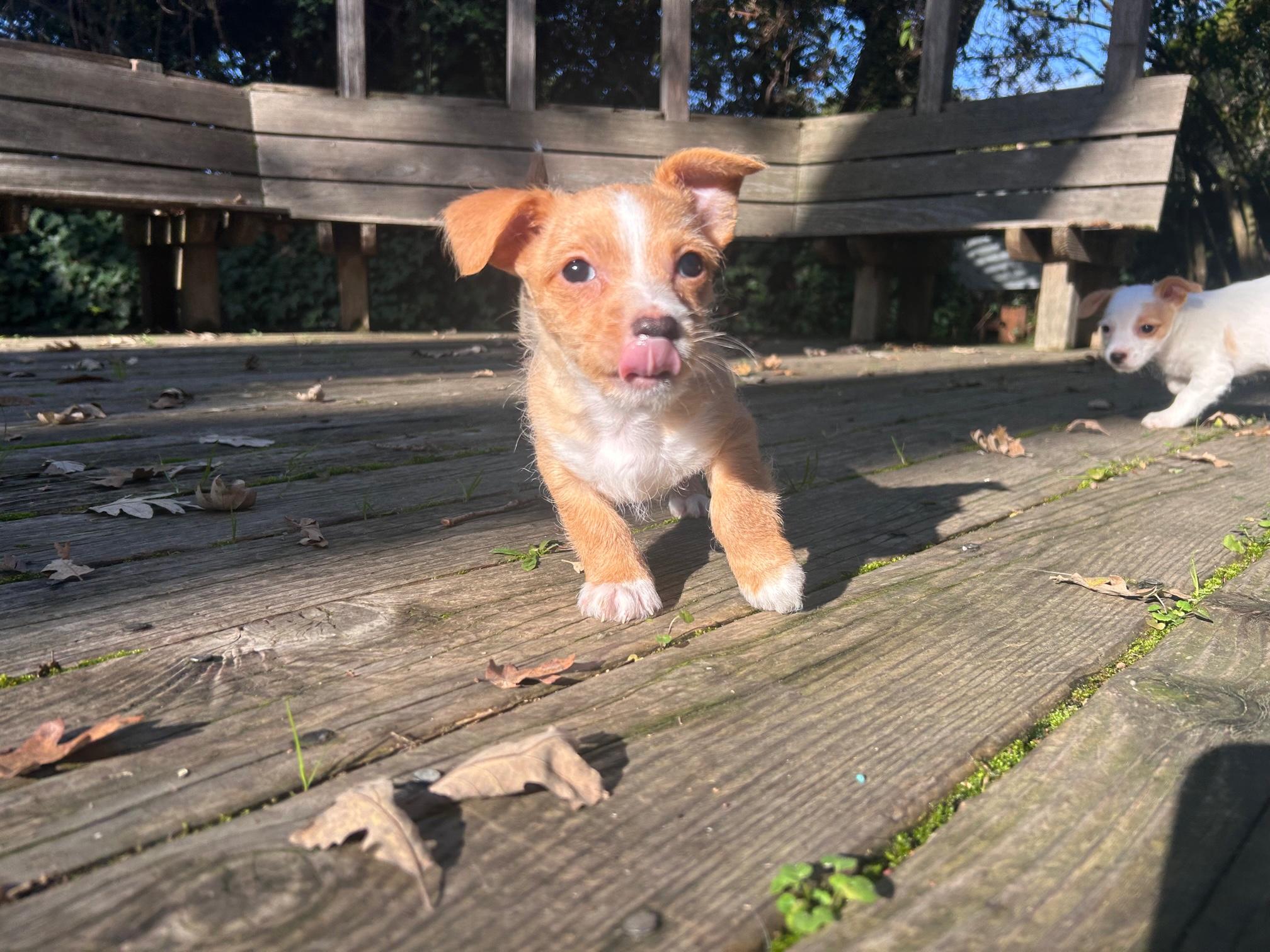 Enlarge Carmel, an adopted mixed breed in Petaluma, CA image 1/5