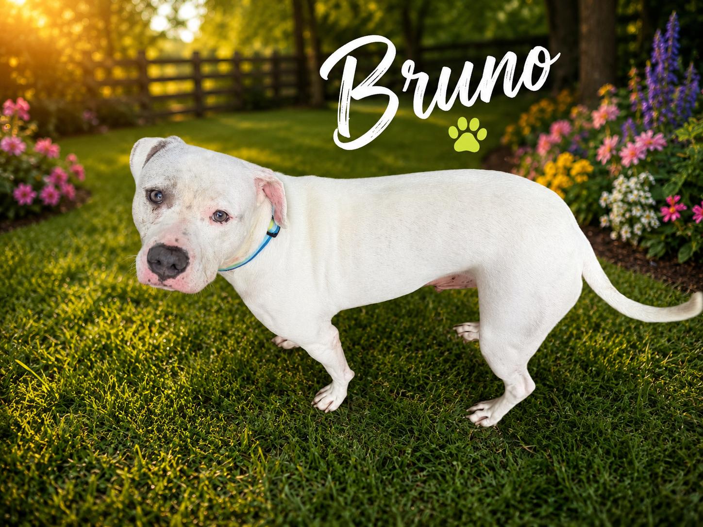 Enlarge Bruno, a Adoptable mixed breed in Chickamauga, GA image 4/6