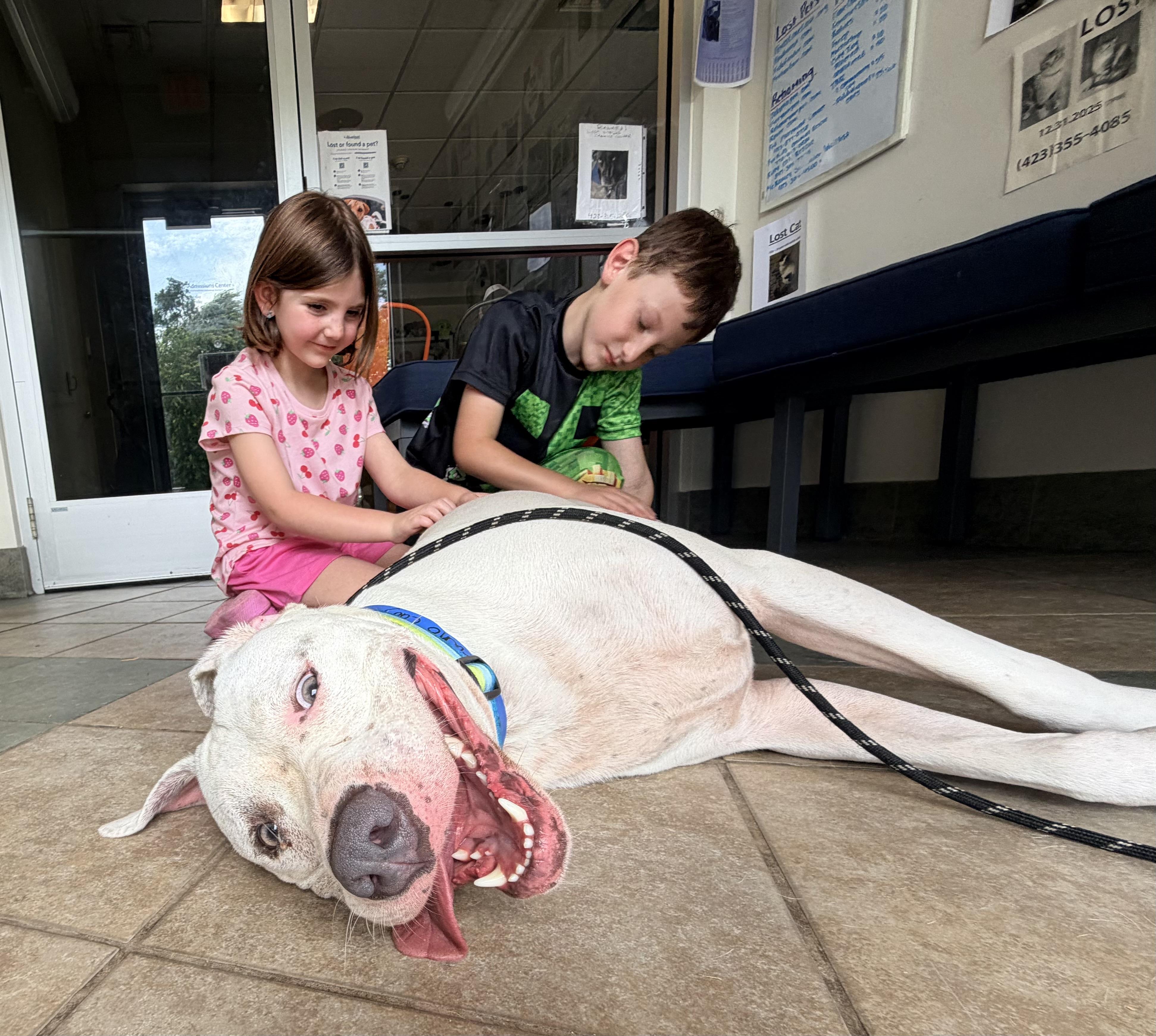 Enlarge Bruno, a Adoptable mixed breed in Chickamauga, GA image 2/6