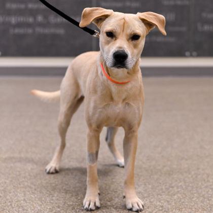 Enlarge Pudding, a ADOPTABLE Mixed Breed in Westbrook, ME image 3/3