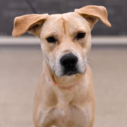 Pudding, ADOPTABLE, Young Female Mixed Breed.