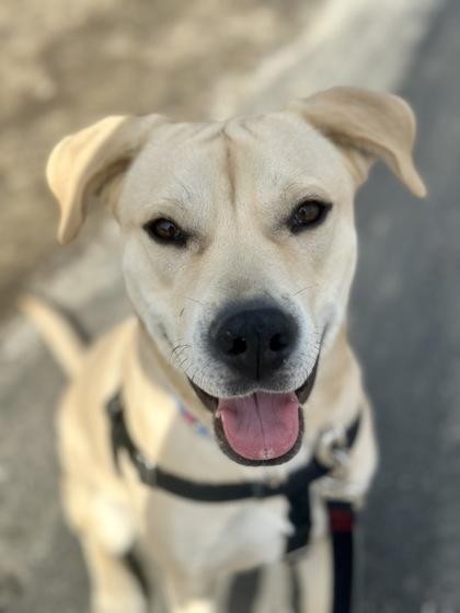 Enlarge Pudding, a ADOPTABLE Mixed Breed in Westbrook, ME image 2/3