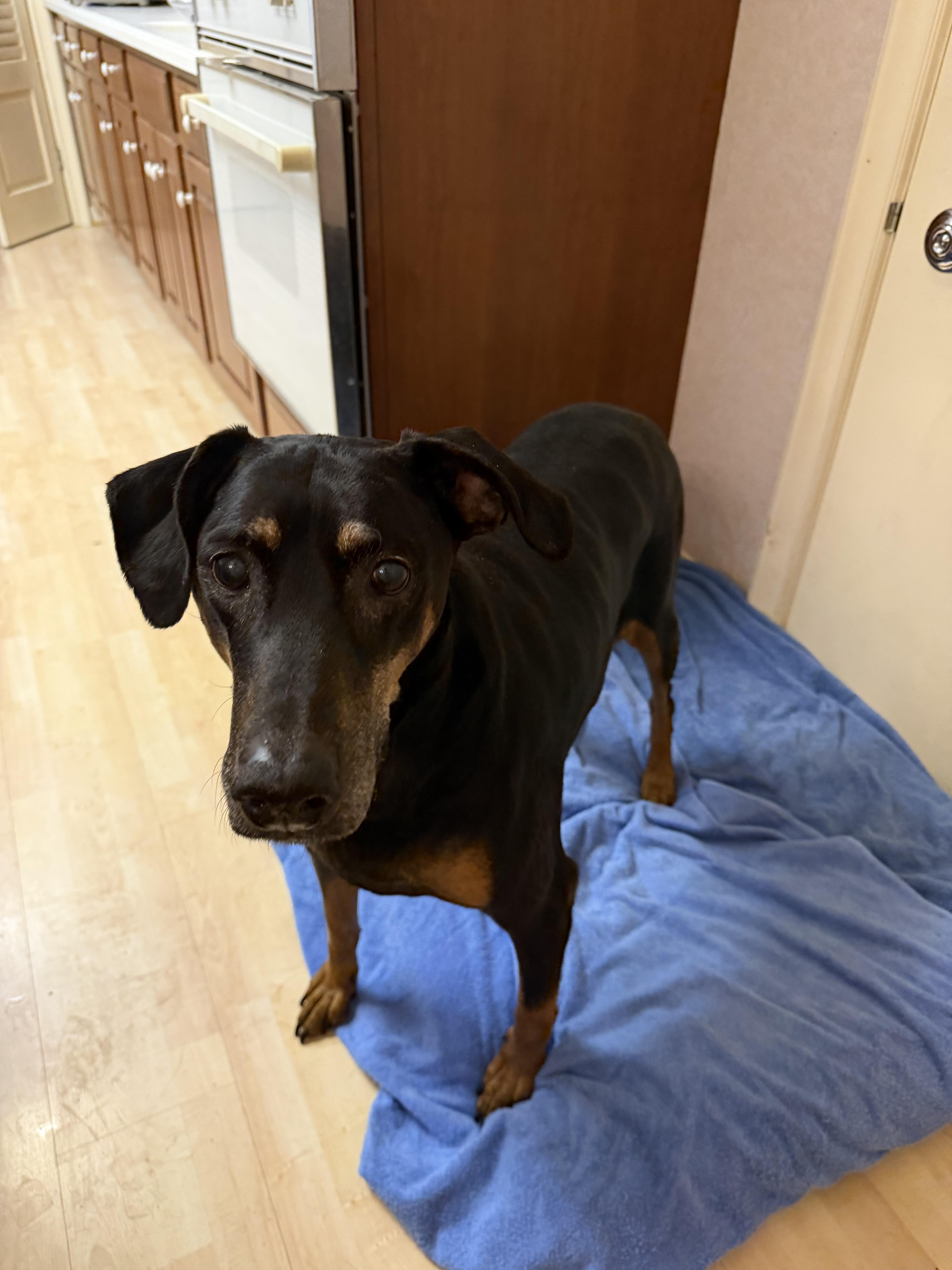 Enlarge Dakota, a Adoptable Doberman Pinscher in Denver, CO image 1/4