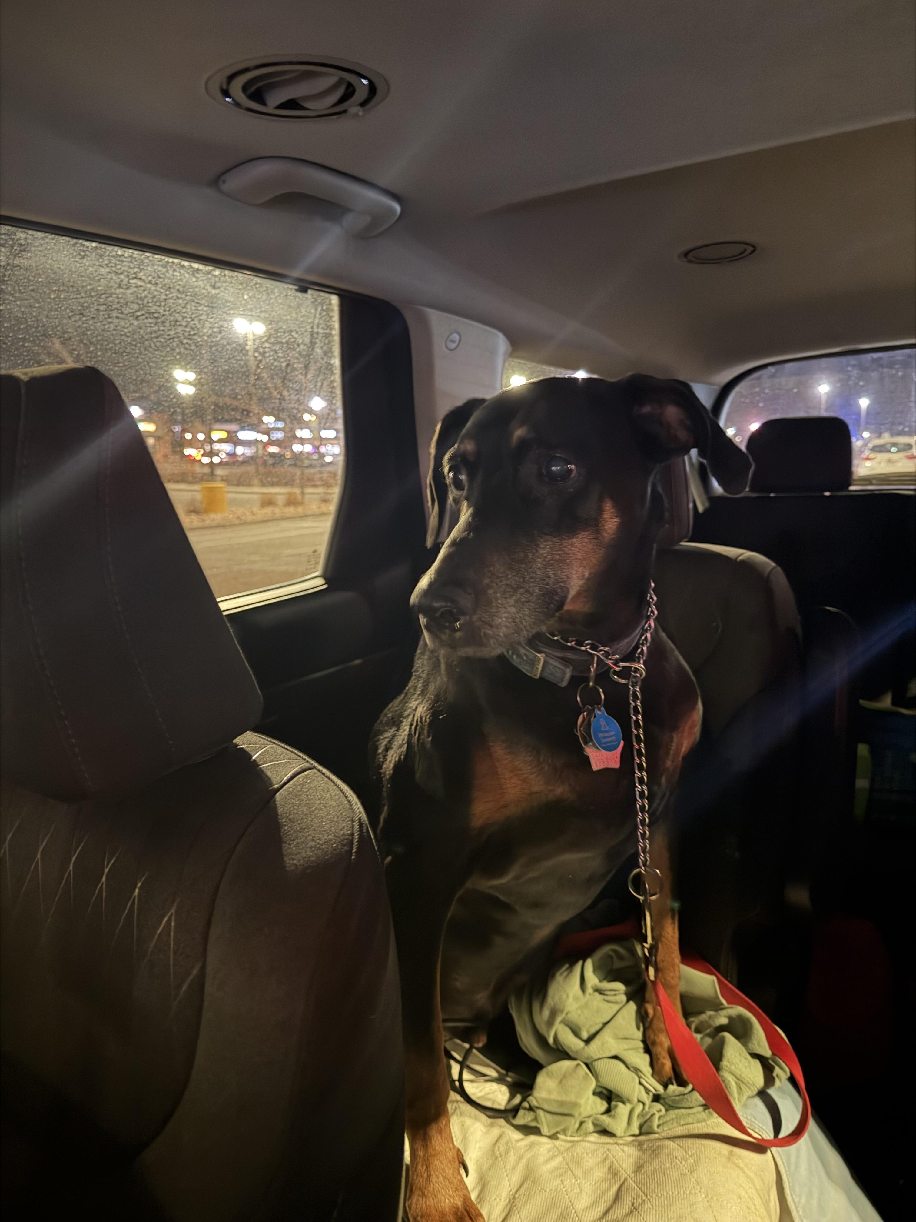 Dakota, Adoptable, Senior Male Doberman Pinscher.