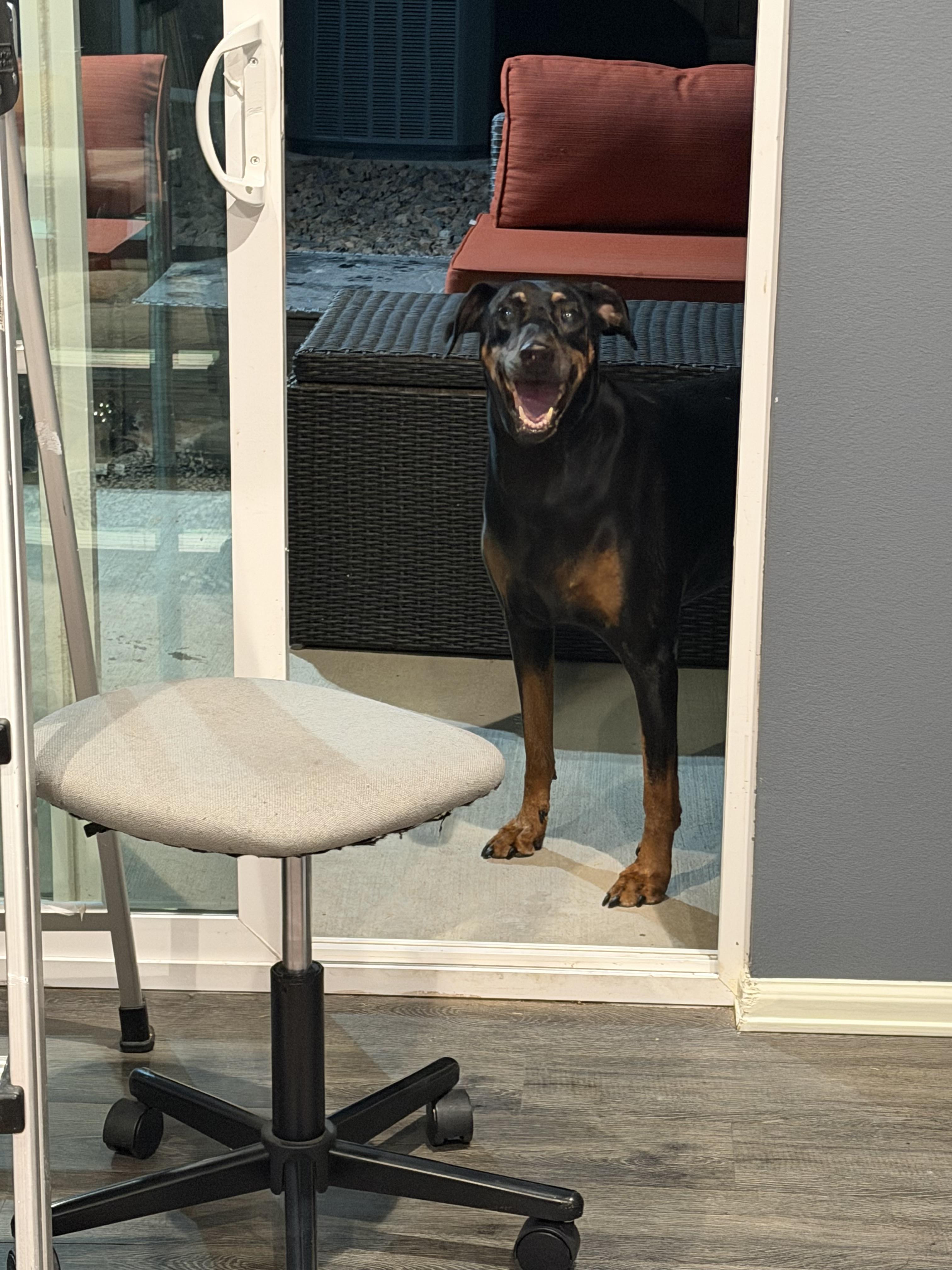 Enlarge Dakota, a Adoptable Doberman Pinscher in Denver, CO image 3/4