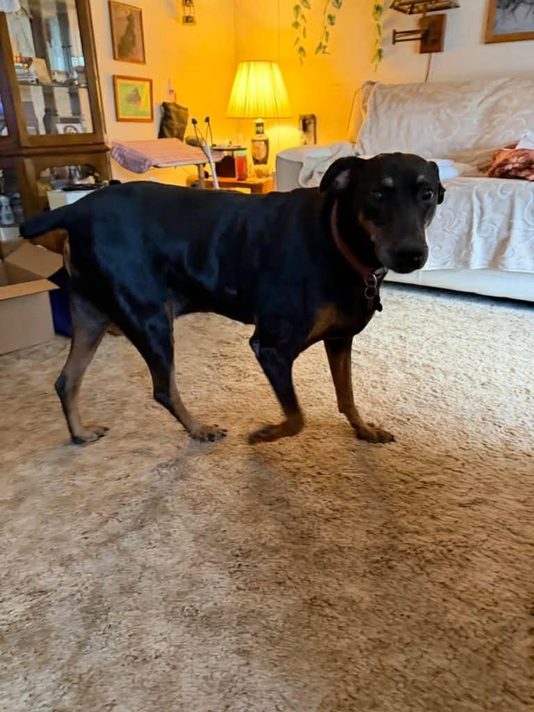Enlarge Dakota, a Adoptable Doberman Pinscher in Denver, CO image 3/5
