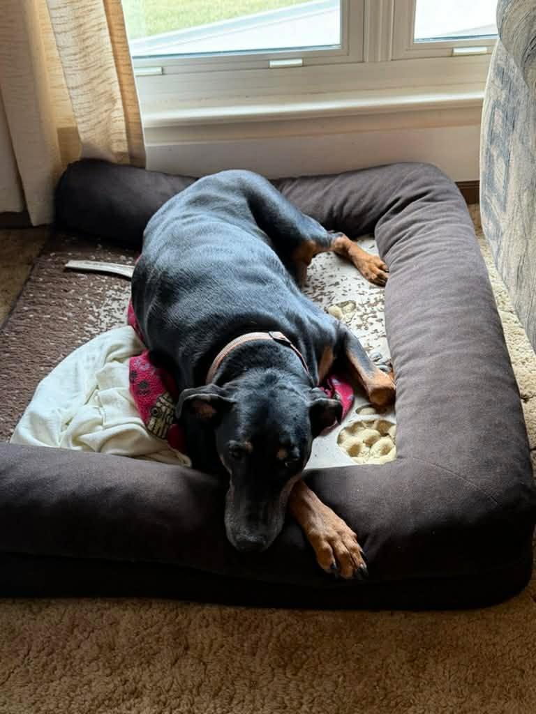 Enlarge Dakota, a Adoptable Doberman Pinscher in Denver, CO image 4/5