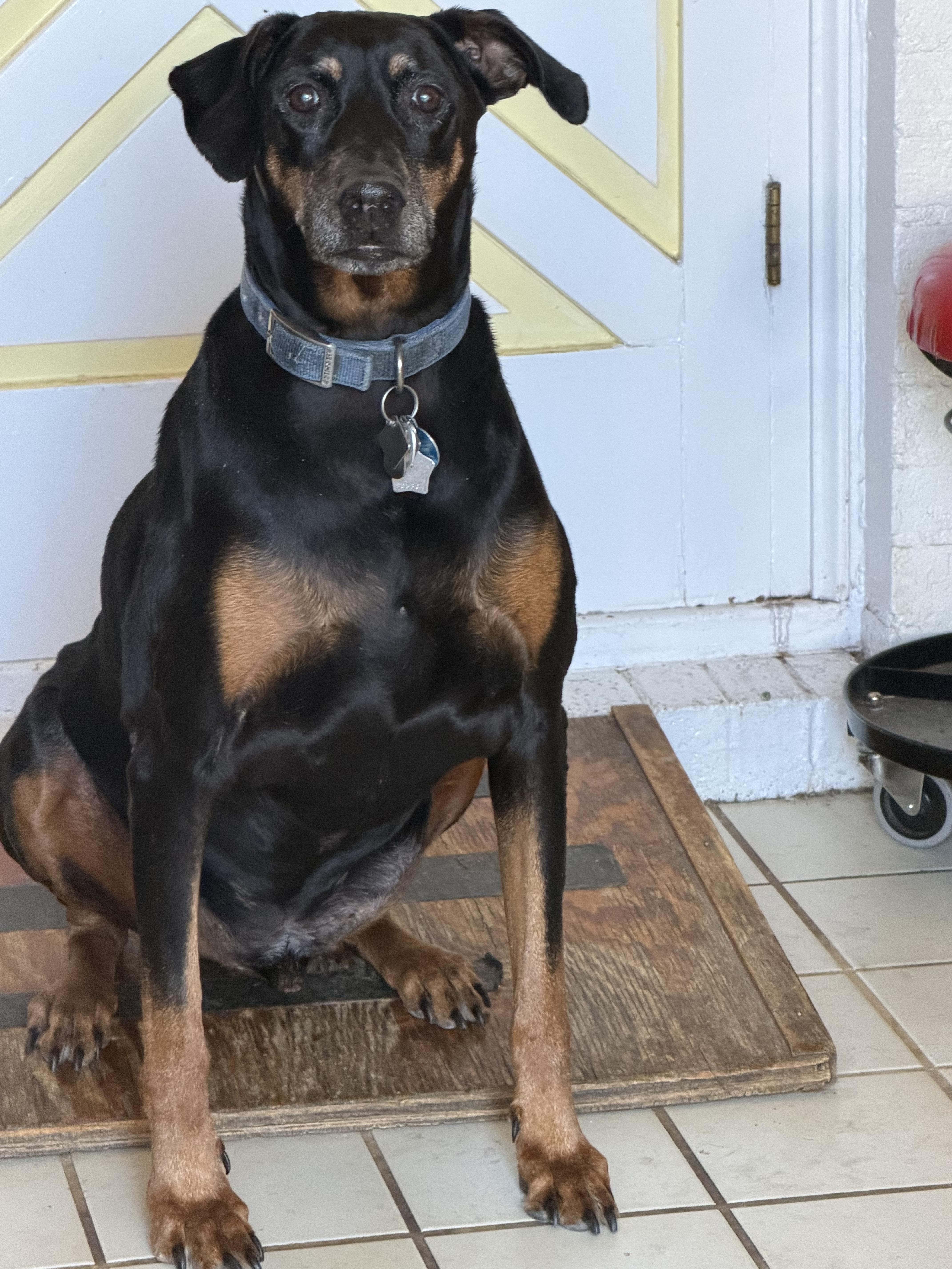 Enlarge Dakota, a Adoptable Doberman Pinscher in Denver, CO image 4/4