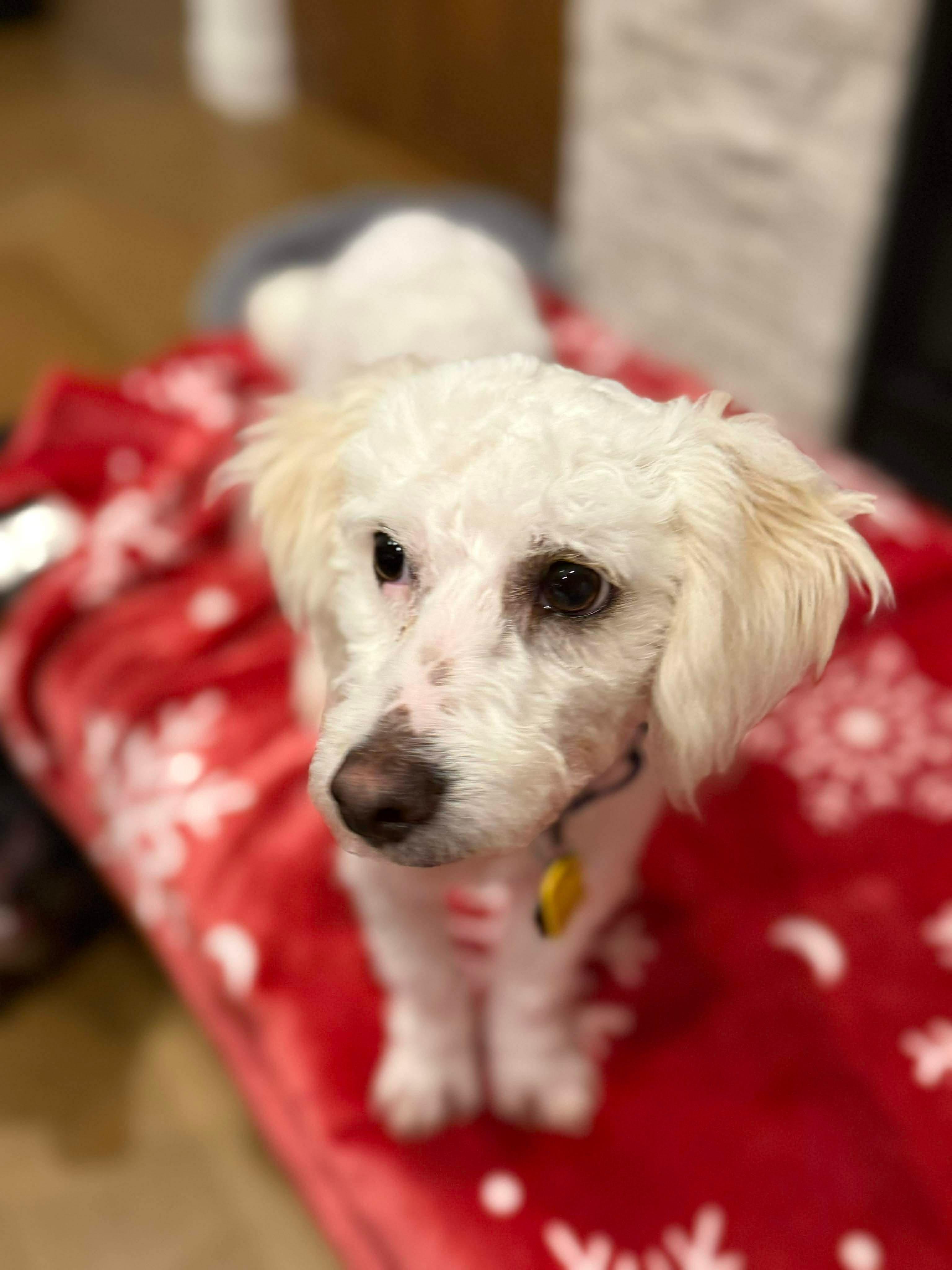 Enlarge Henri, a ADOPTABLE mixed breed in Beavercreek, OR image 5/6