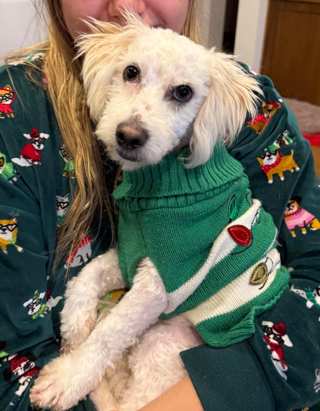 Henri, ADOPTABLE, Adult Male Miniature Poodle.