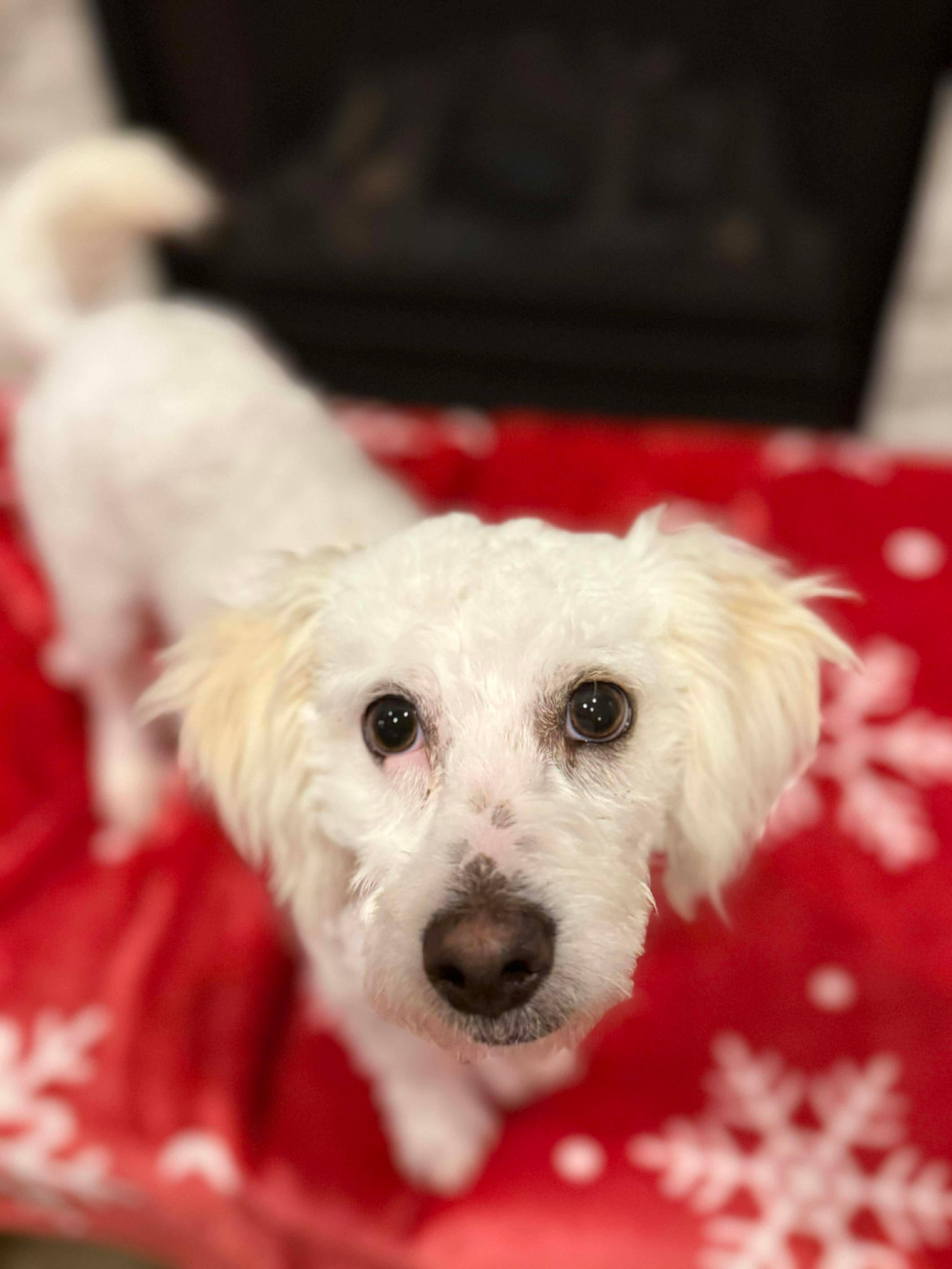 Enlarge Henri, a ADOPTABLE mixed breed in Beavercreek, OR image 4/6