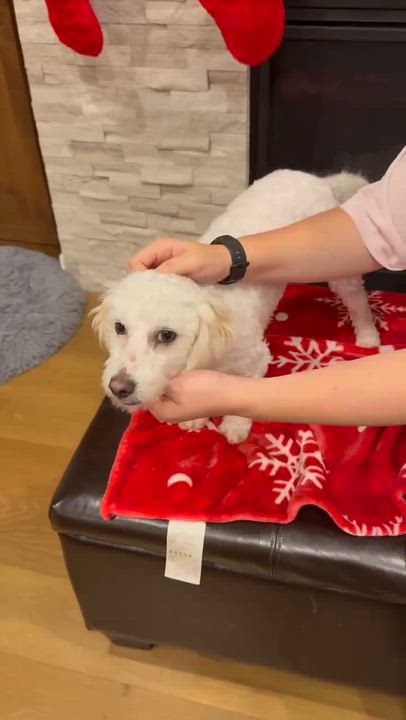 Enlarge Henri, a ADOPTABLE mixed breed in Beavercreek, OR video 6/6