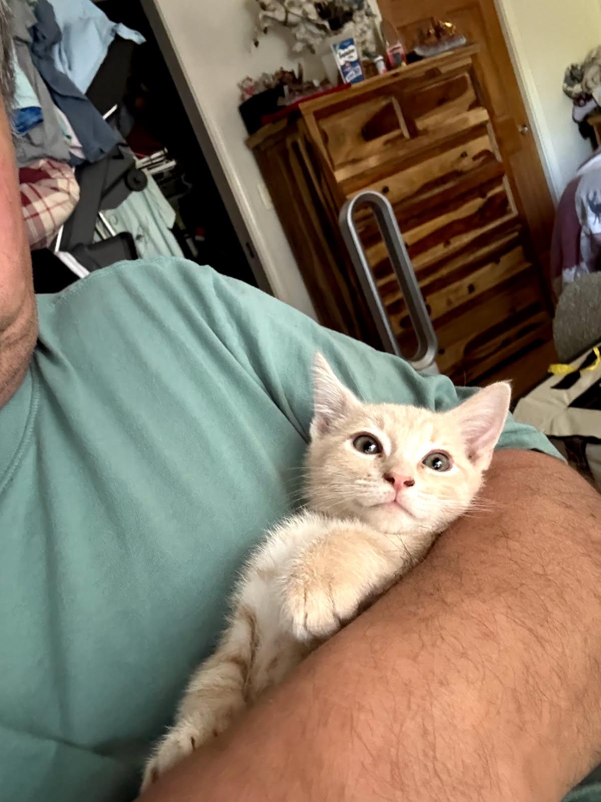 Simon, Adopted, Kitten Male Domestic Short Hair.