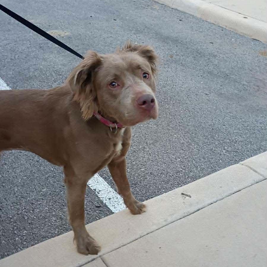 Nina, ADOPTABLE, Young Female Retriever.