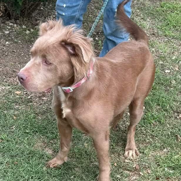 Nina, a ADOPTABLE mixed breed in Williston, VT image 2/4