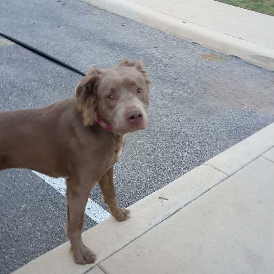 Nina, a ADOPTABLE mixed breed in Williston, VT image 3/4