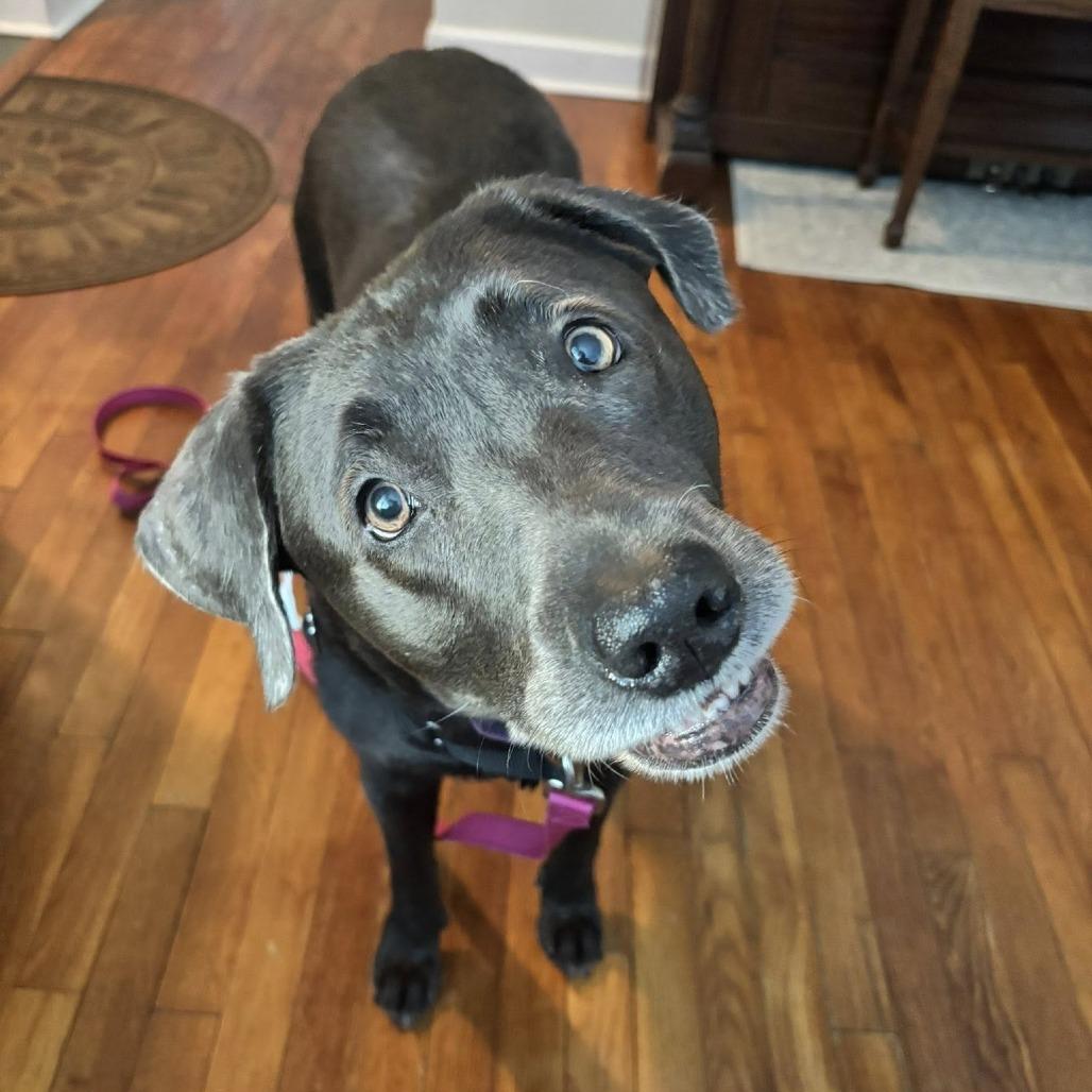 Jaqueline, a Adoptable Mixed Breed in Mentor, OH image 1/6