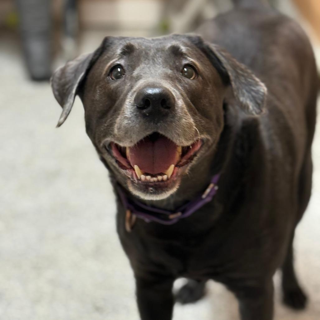 Jaqueline, a Adoptable Mixed Breed in Mentor, OH image 3/6