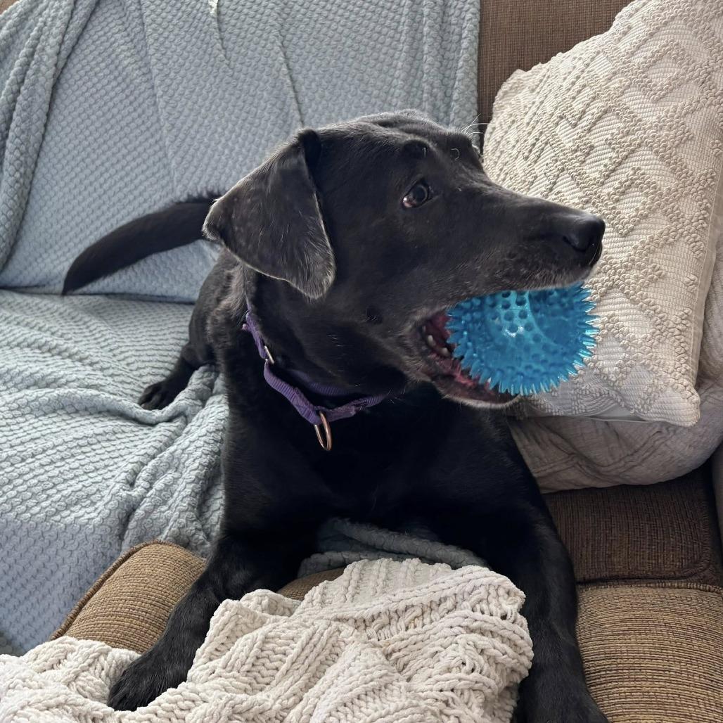 Jaqueline, a Adoptable Mixed Breed in Mentor, OH image 4/6