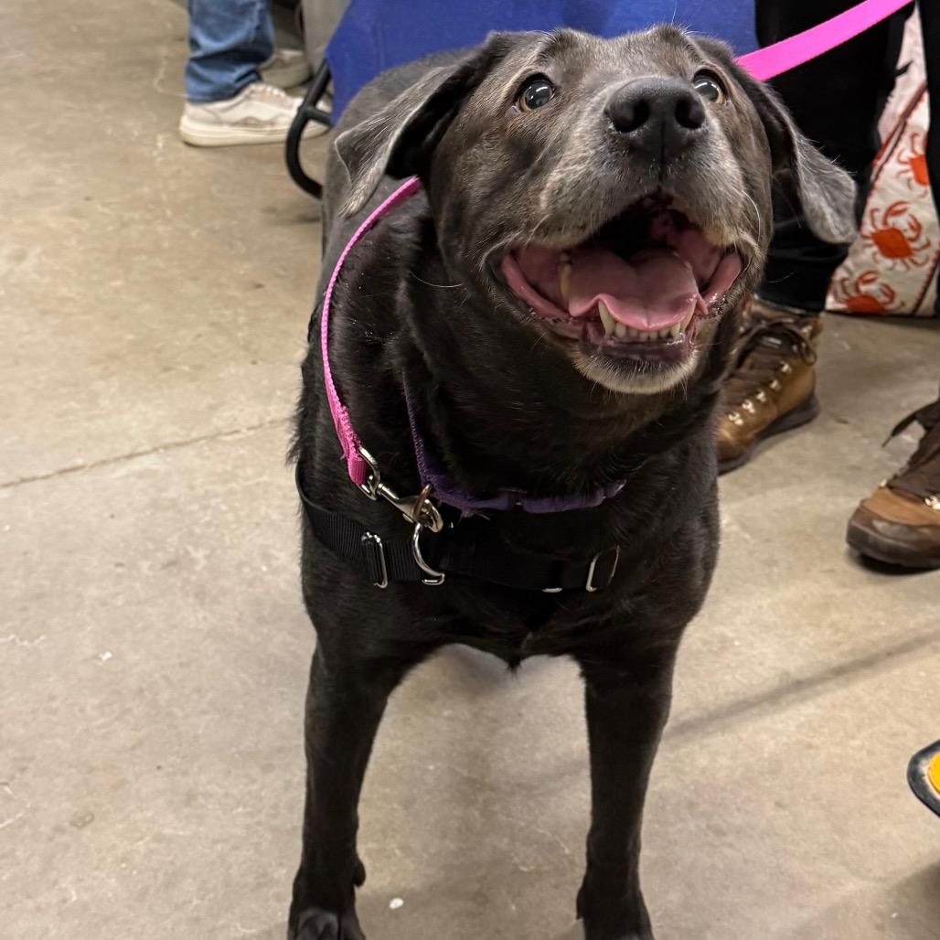 Jaqueline, a Adoptable Mixed Breed in Mentor, OH image 5/6