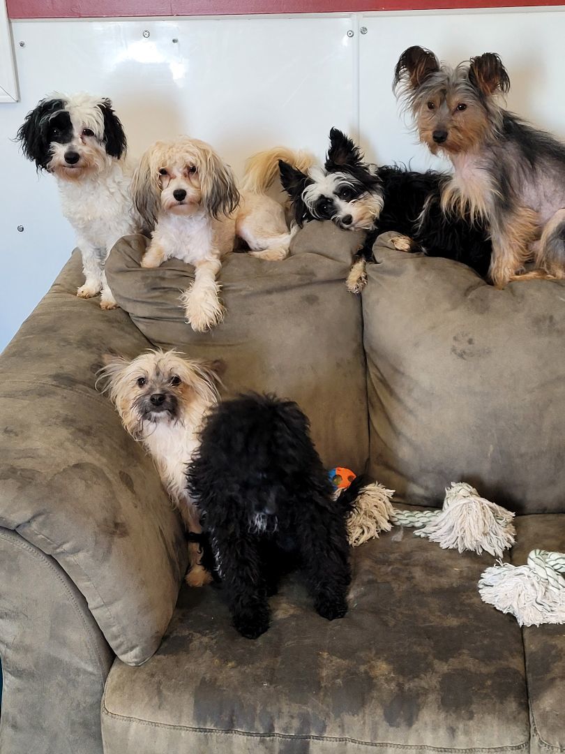 Dog for adoption Scotty, a Terrier in AB Petfinder