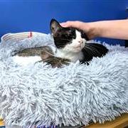 Enlarge Deja, a Adoptable Domestic Short Hair in Fairfax, VA image 1/1