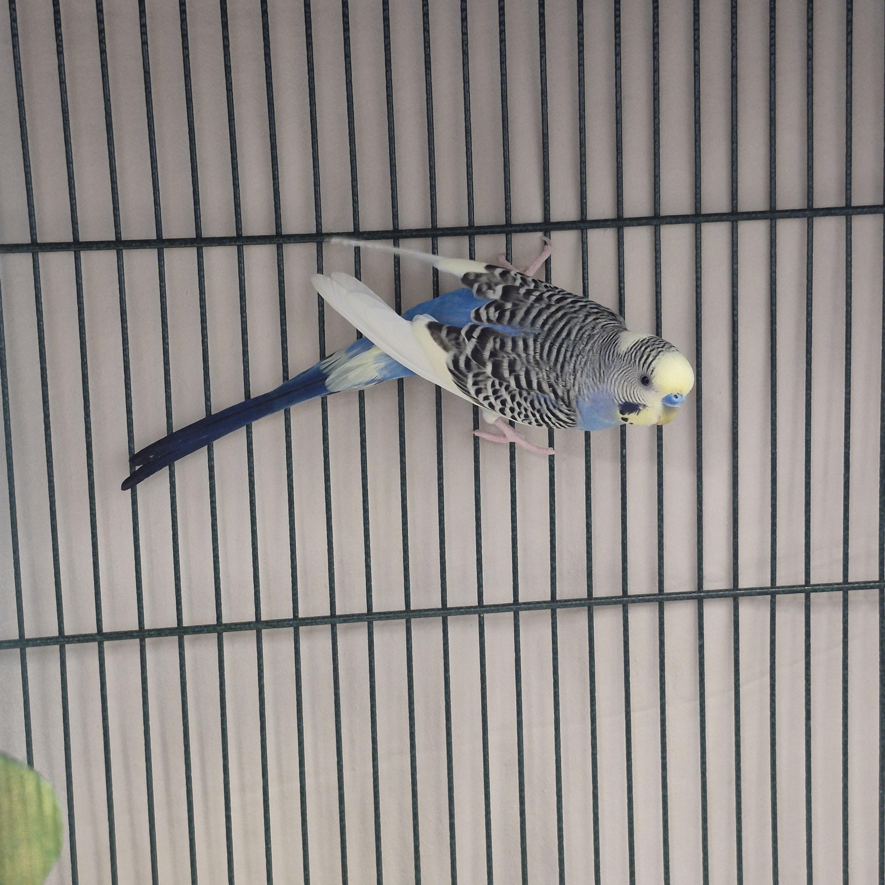 Sunshine and Ivory, a Adoptable Parakeet (Other) in New Westminster, BC image 2/3