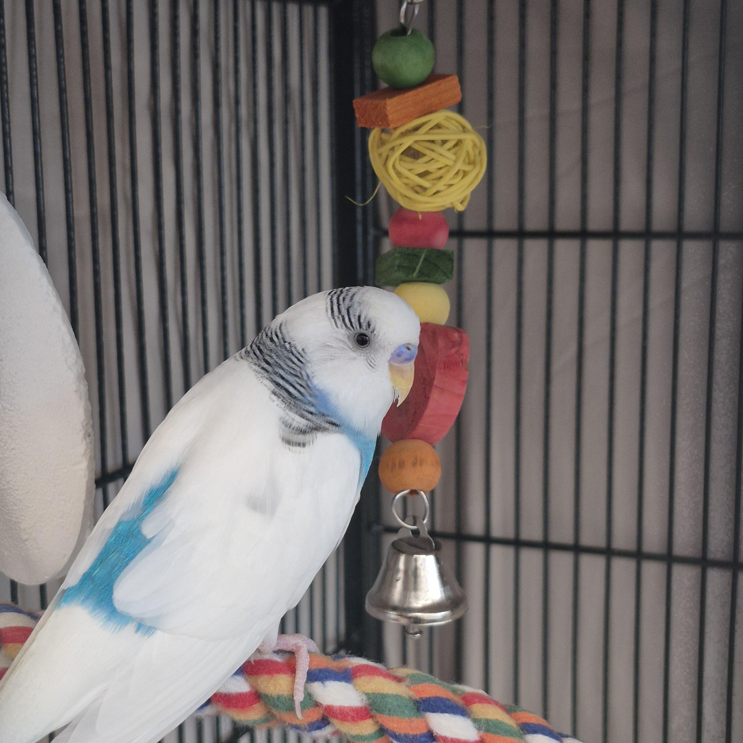 Sunshine and Ivory, a Adoptable Parakeet (Other) in New Westminster, BC image 3/3