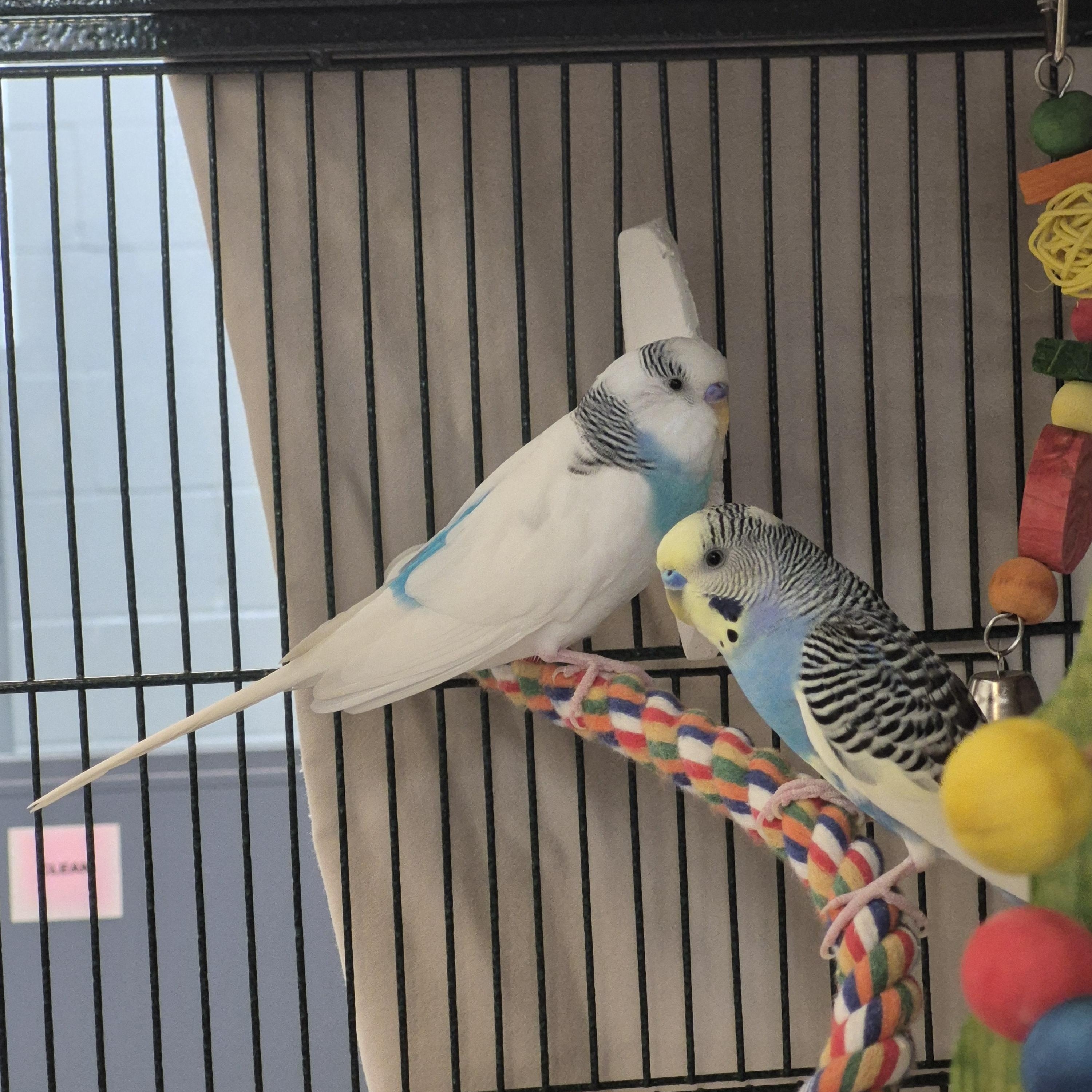 Sunshine and Ivory, Adoptable, Young Male Parakeet (Other).