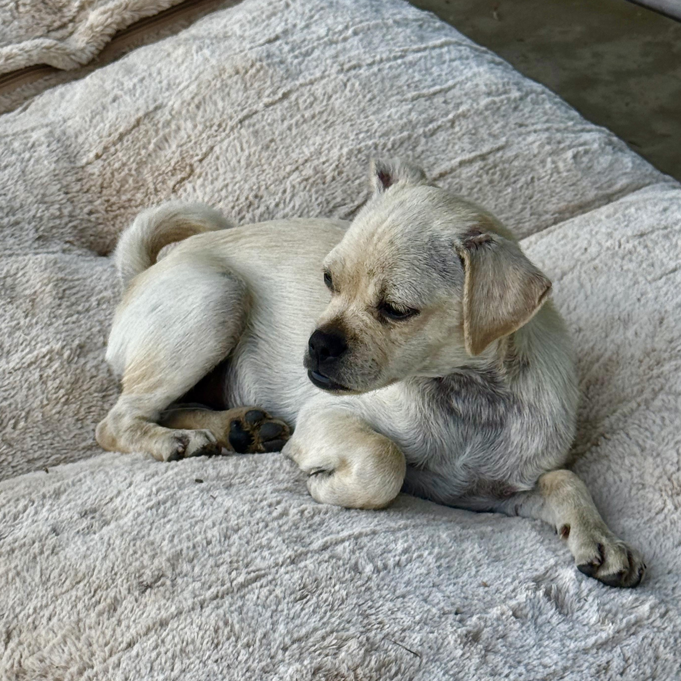 Lawnie, a ADOPTABLE mixed breed in modesto, CA image 4/6