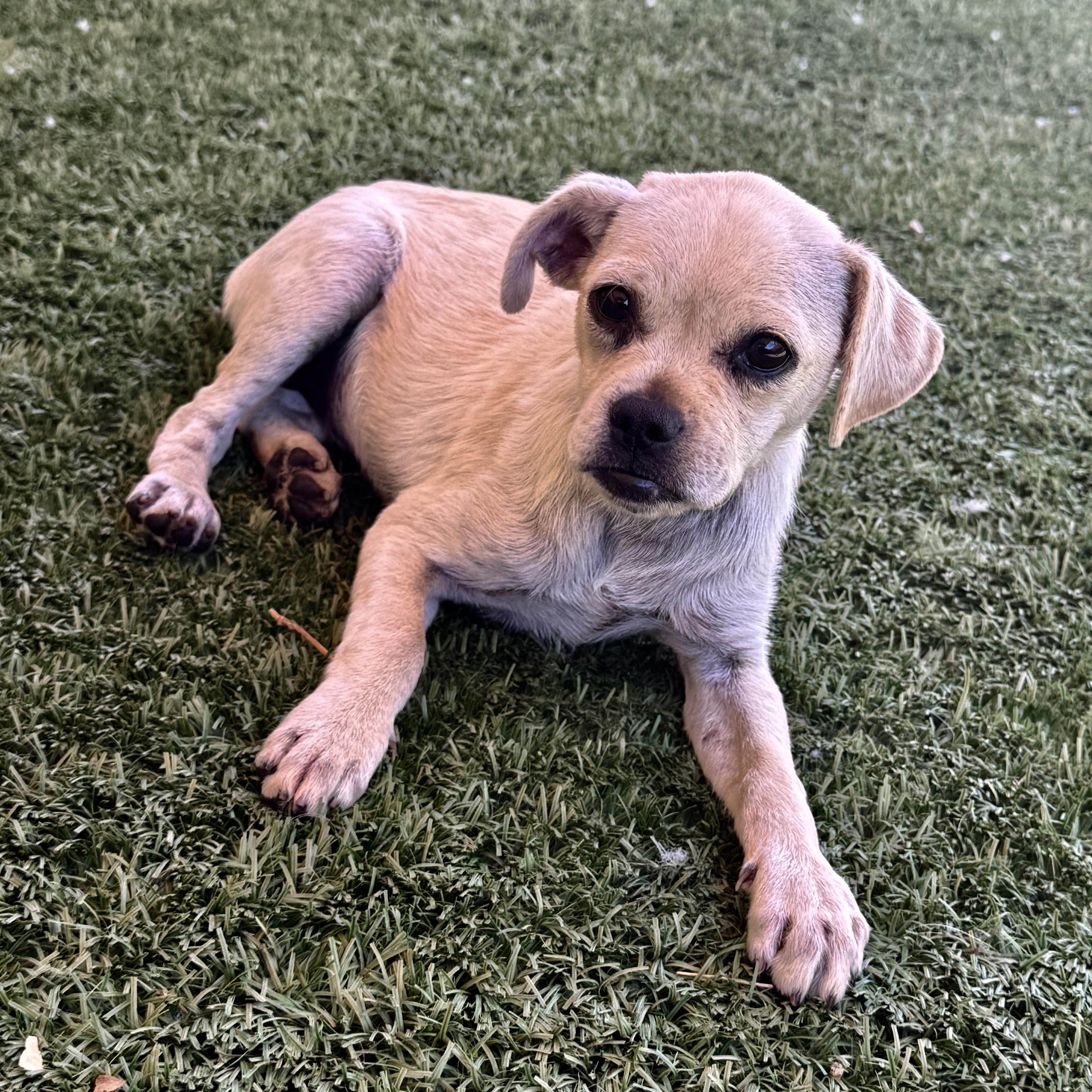 Lawnie, a ADOPTABLE mixed breed in modesto, CA image 5/6