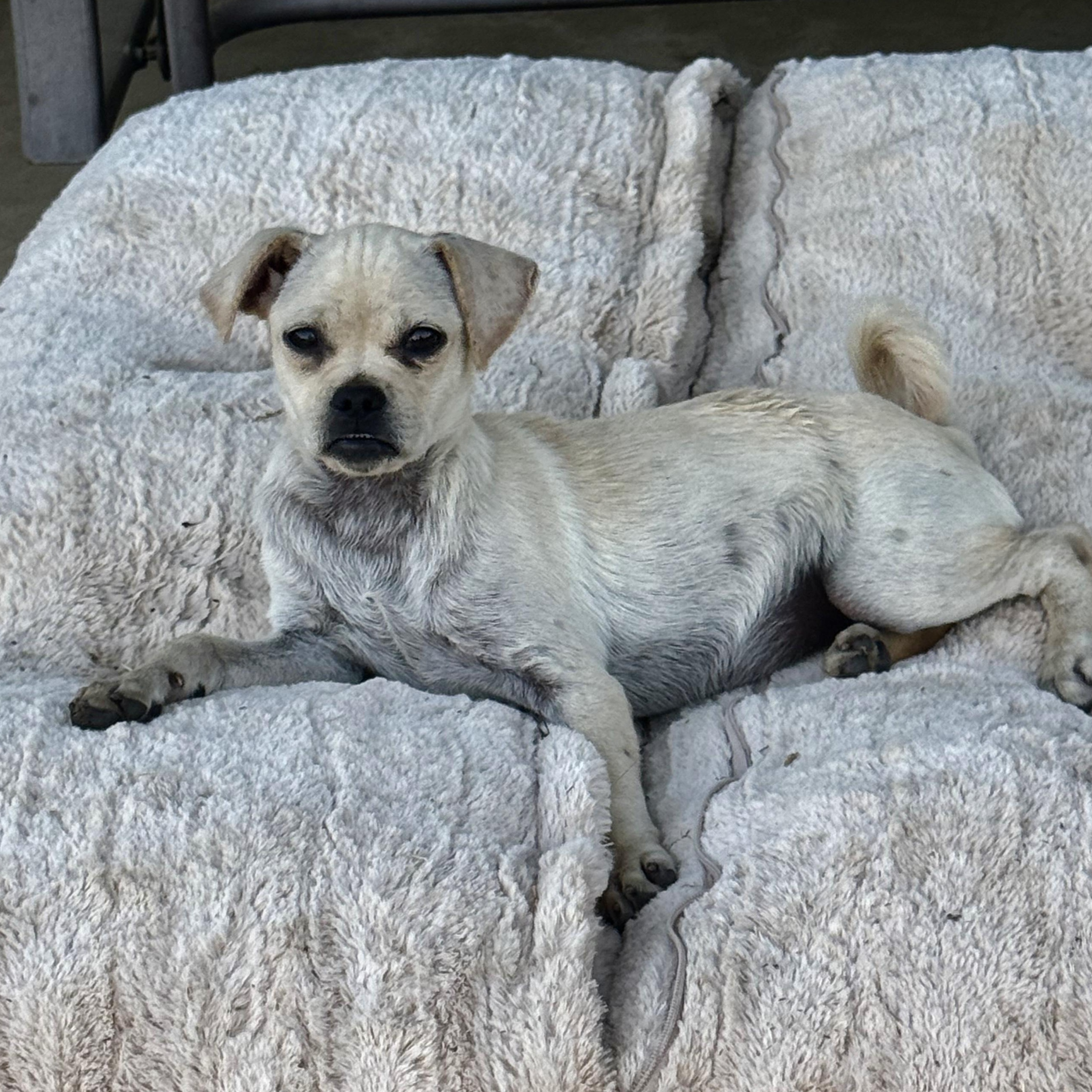 Lawnie, a ADOPTABLE mixed breed in modesto, CA image 1/6